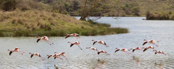 Lesser Flamingo landing at Momela lake-Arusha National Park