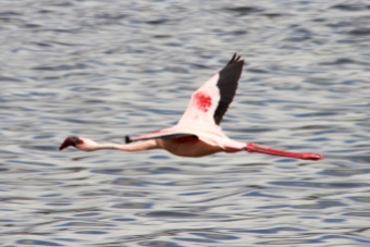 Lesser Flamingo flying over Momela lake-Arusha National Park