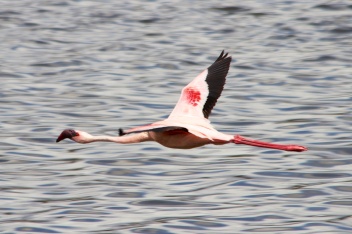 Lesser Flamingo flying over Momela lake-Arusha National Park