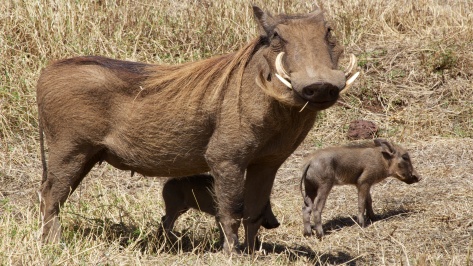 Warthogs-Ngorongoro