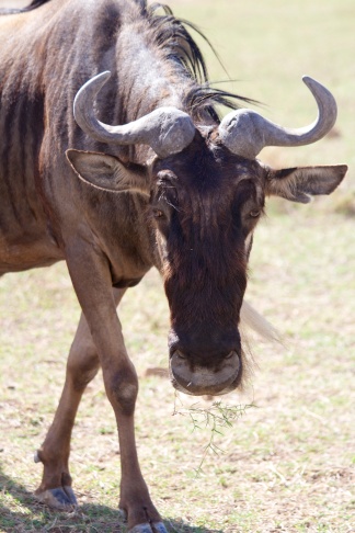 Wildebeest-Ngorongoro