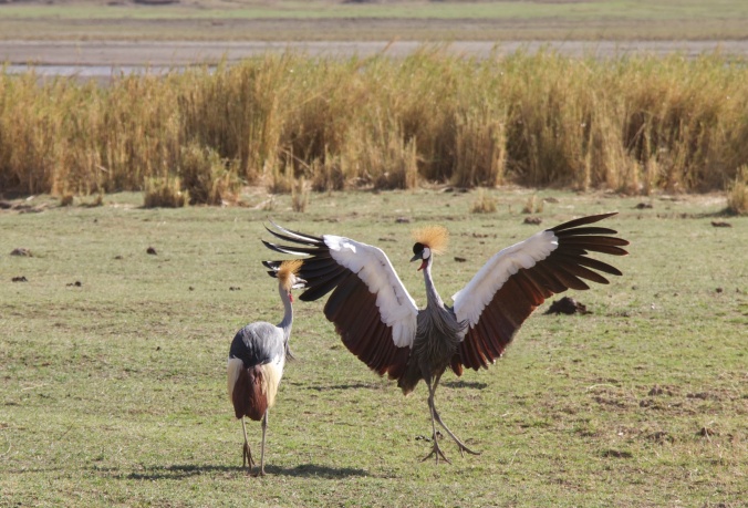 Grey Crowned Crane dancing-Ngorongoro
