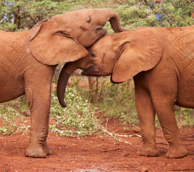 Young elephants-Nairobi National Park