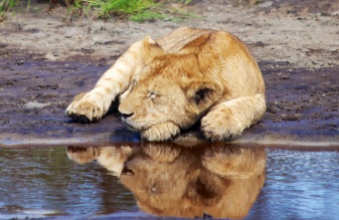 Lion cub-Ndutu, Serengeti