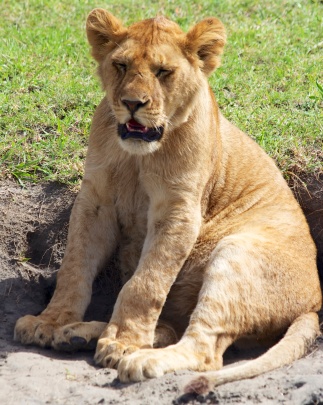 Lion cub-Ndutu, Serengeti