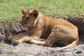Lion cub-Serengeti