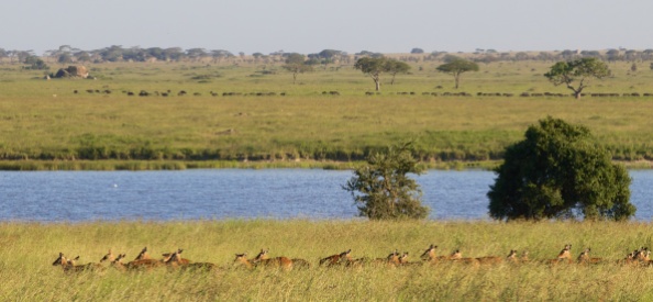 Impalas, buffalos-Serengeti