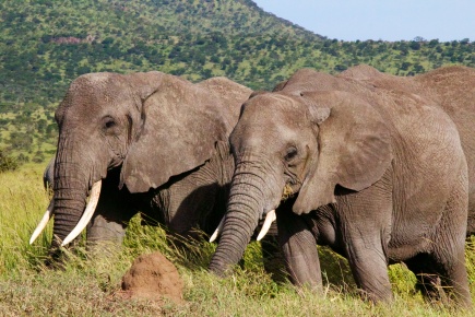 Elephants-Serengeti