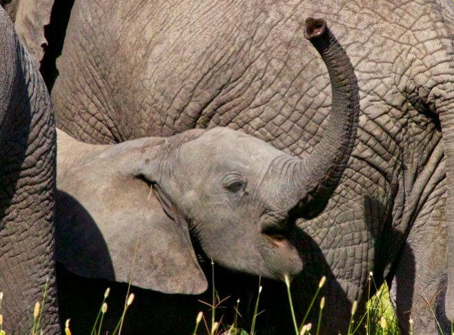 Baby elephant-Serengeti