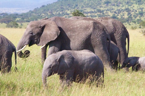 Elephants-Serengeti
