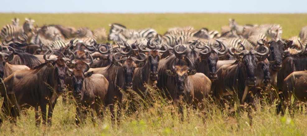 Wildebeests, Zebras-Serengeti