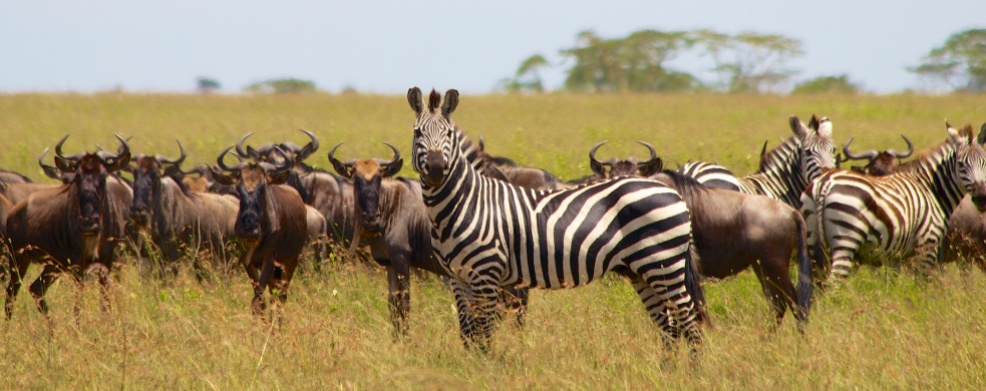 Zebras, wildebeests-Serengeti
