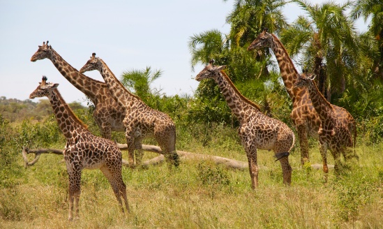 Giraffes-Serengeti