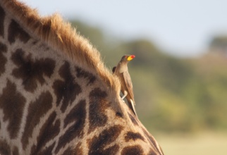 Oxpecker on giraffe-Serengeti