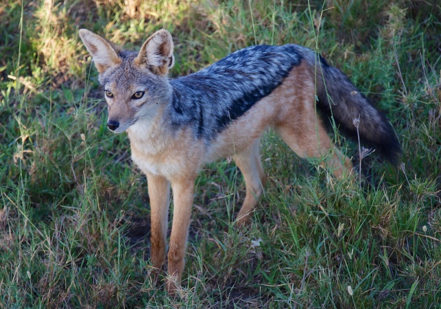 Black-backed jackal-Serengeti