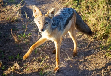 Black-backed jackal-Serengeti