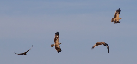 Tawny eagles-Serengeti