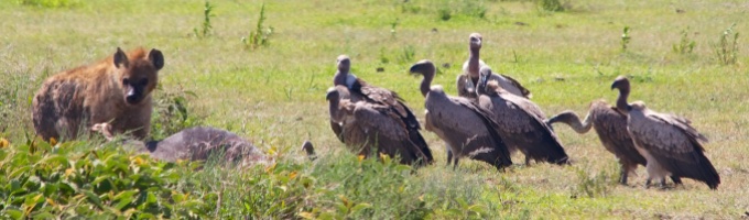 Hyaena, vultures-Serengeti