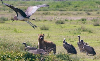 Hyaenas, vultures, marabu stork on a wildebeest kill