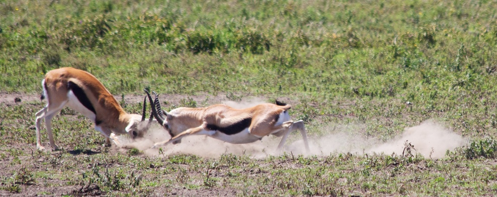 Thomson's gazelles fighting-Serengeti