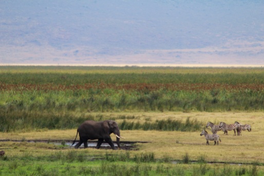 Elephant and Zebras-Ngorongoro