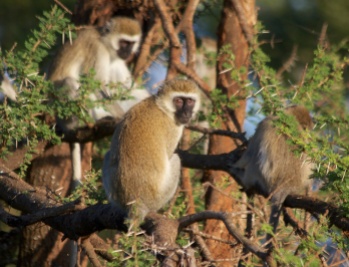 Vervet monkey-Tarangire