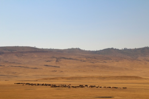 Masaai herding cattle-Malanja depression, Ngorongoro