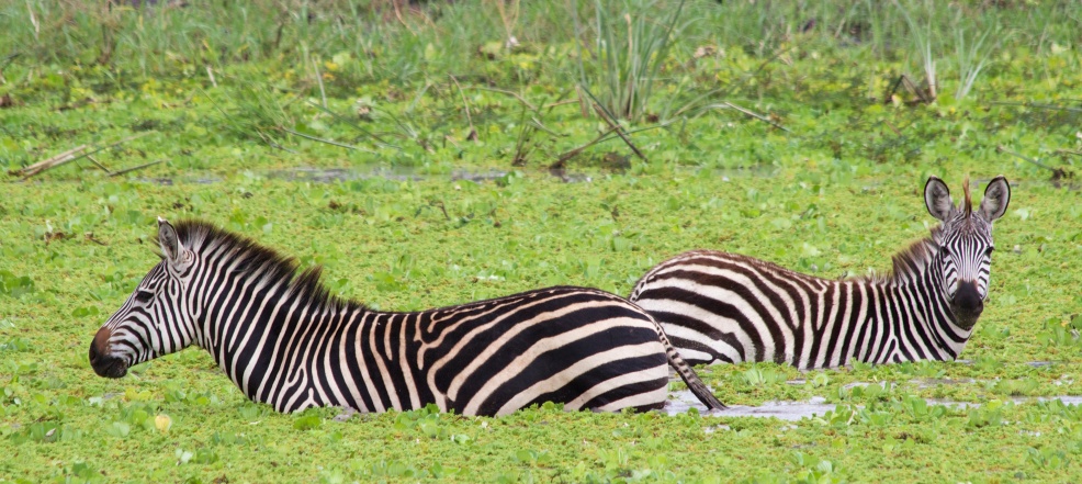 Zebras-Tarangire