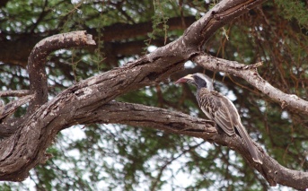 African grey hornbill-Lake Manyara