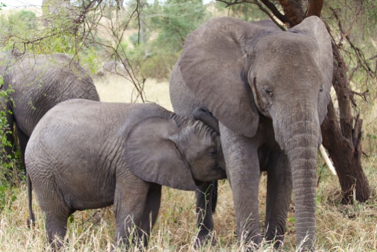 Elephants-Tarangire