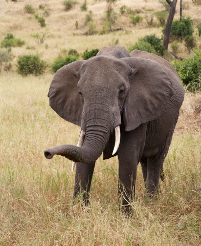 Elephant-Tarangire