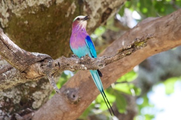 Lilac-breasted roller-Tarangire