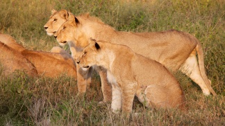 Lions-Serengeti