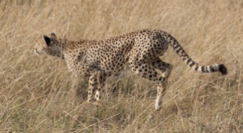 cheetah-Serengeti