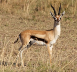 Thomson's gazelle-Serengeti