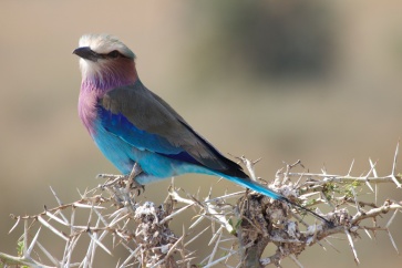 Lilac-breasted roller-Serengeti