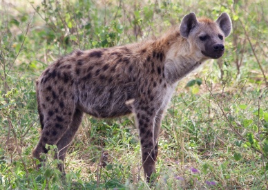 Hyaena-Serengeti