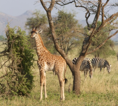 Baby giraffe-Serengeti