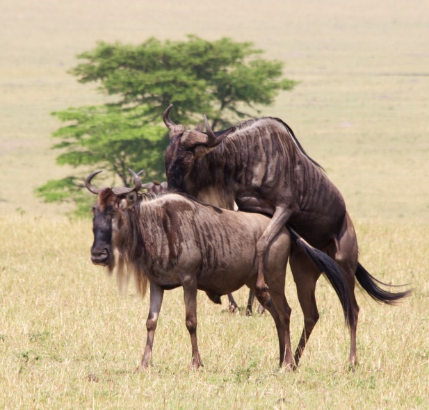 Wildebeests mating-Serengeti