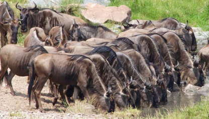 Wildebeests-Serengeti