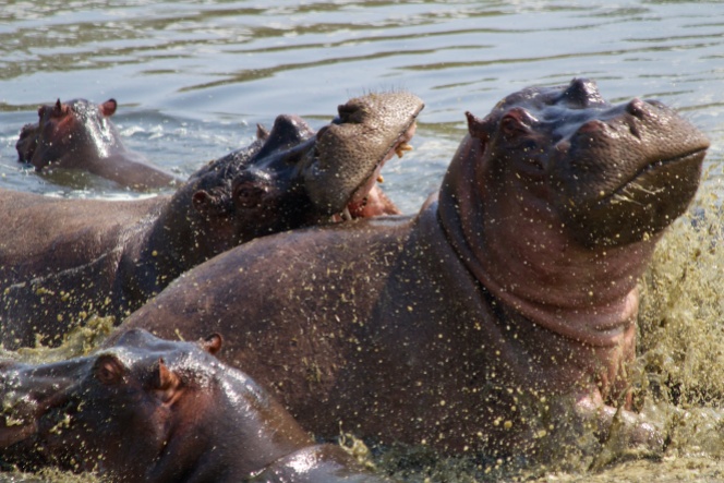 Hippos-Serengeti