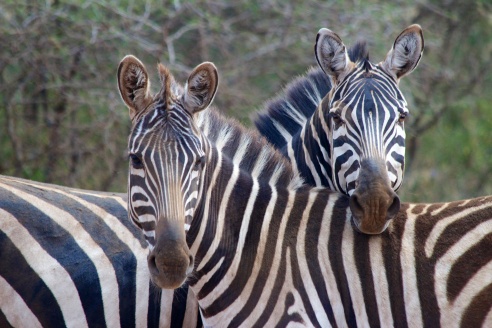 Zebras-Serengeti