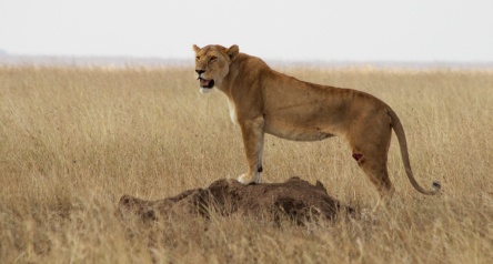 Lioness-Serengeti