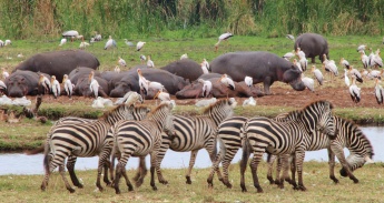Hippos, zebras, yellow-bill storks-Lake Manyara