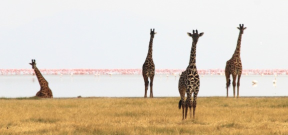 Giraffes, flamingos-Lake Manyara