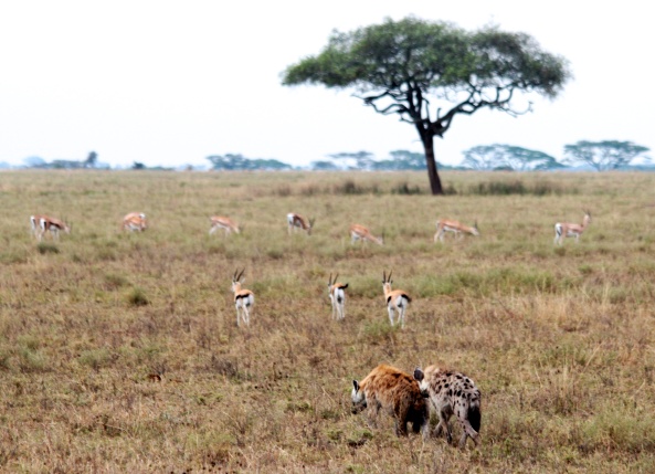 Hyaenas, thomson's gazelles-Serengeti