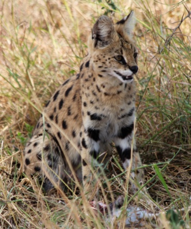Serval cat-Serengeti
