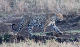 Leopard-Serengeti