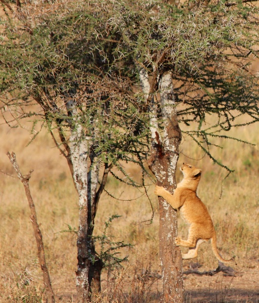 Climbing lion cub-Serengeti