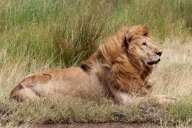 Lion-Serengeti